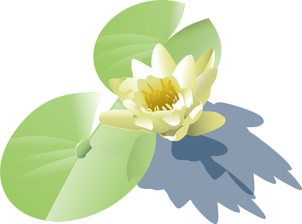 White Flower Clipart Lilly - Lily Pad Clip Art (960x713), Png Download
