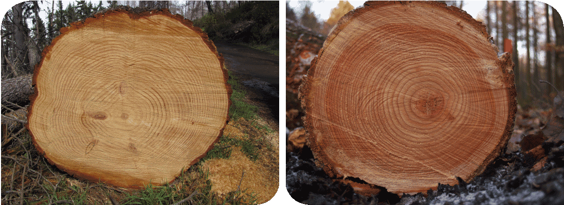 Contact Treecology - Annual Ring In Plants (1123x442), Png Download