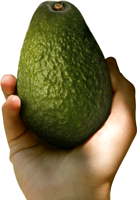 Avocado In Hand (598x700), Png Download