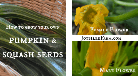 How To Grow Your Own Pumpkin Seeds And Squash Seeds - Pumpkin Seed (500x294), Png Download