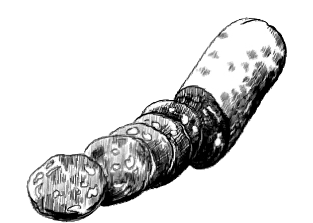 Chorizo Sausages - Library (1201x1201), Png Download