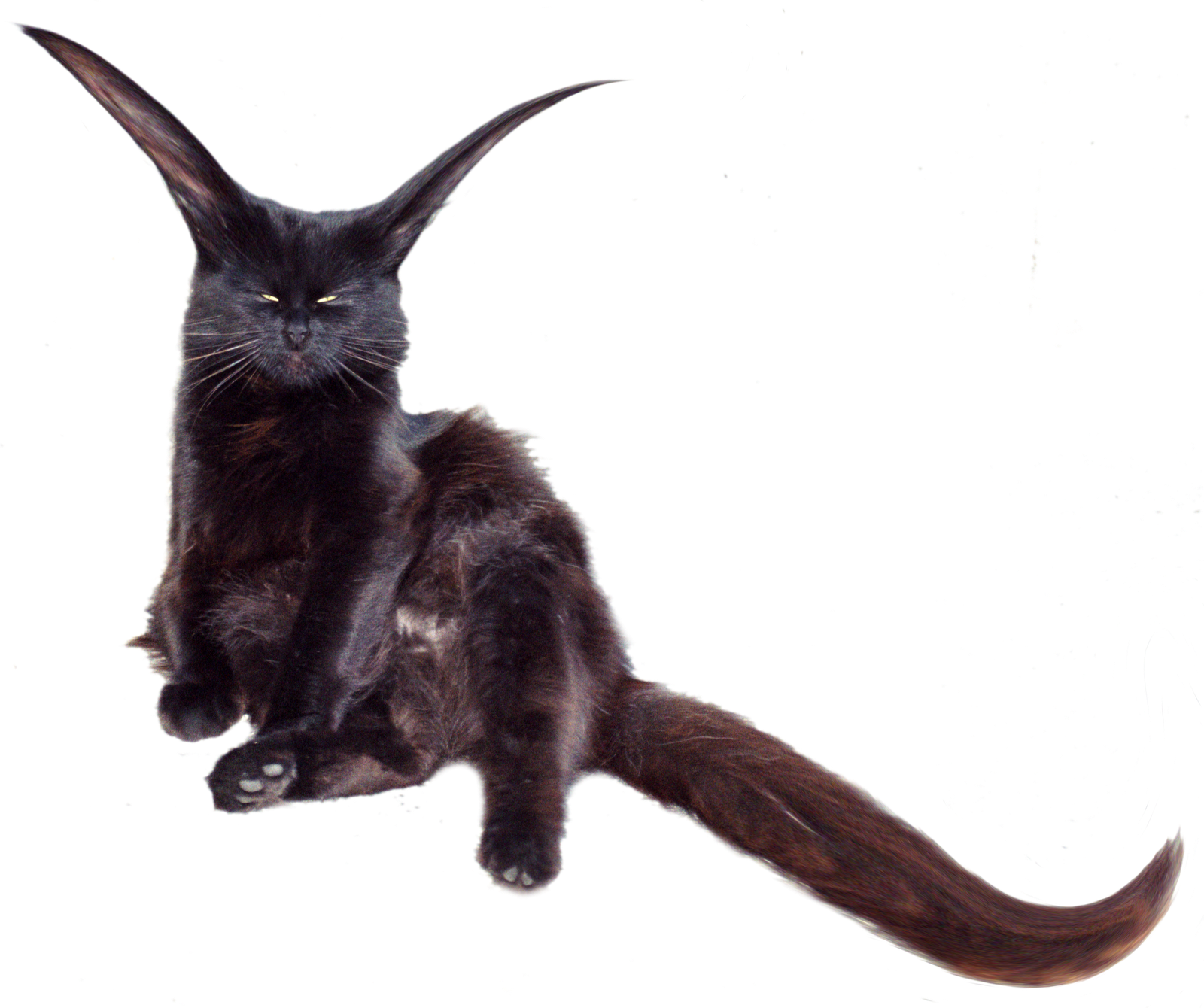 Free Hi-res Cat - Black Cat (1600x1340), Png Download