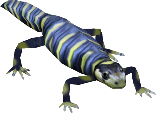 Eastern Tiger Salamander - Eastern Tiger Salamander Png (507x507), Png Download