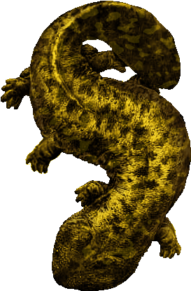 Salamander - Japanese Giant Salamander (285x433), Png Download