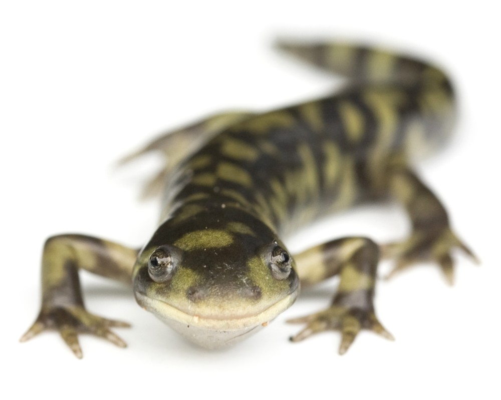 Salamander (1000x799), Png Download