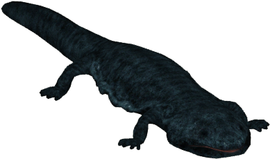 Salamanderchinesegiant Tamara Henson - Chinese Giant Salamander Png (388x388), Png Download