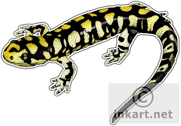 Tiger Salamander Decal - Indiana State Official Animal (590x412), Png Download