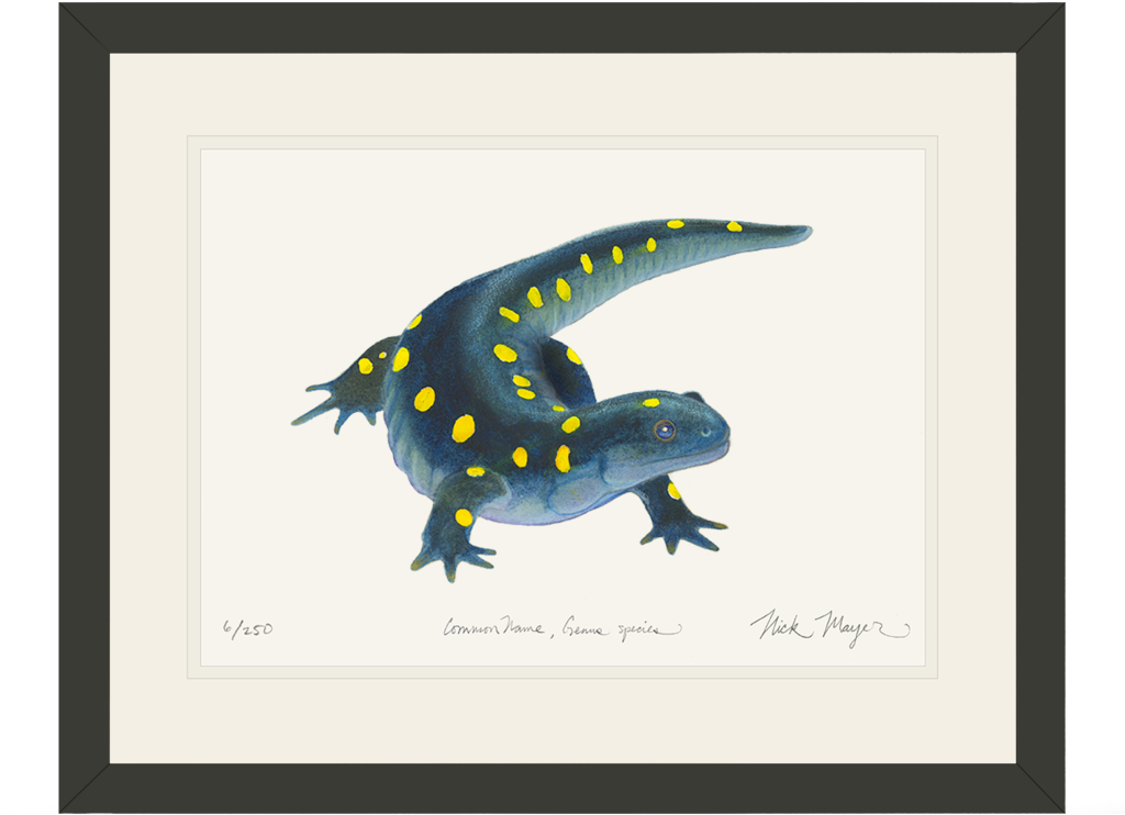 Yellow Spotted Salamander - Spotted Salamander (1024x855), Png Download