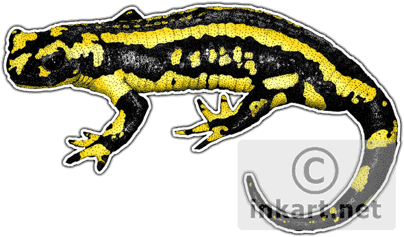Fire Salamander Decal - Fire Salamander (590x346), Png Download