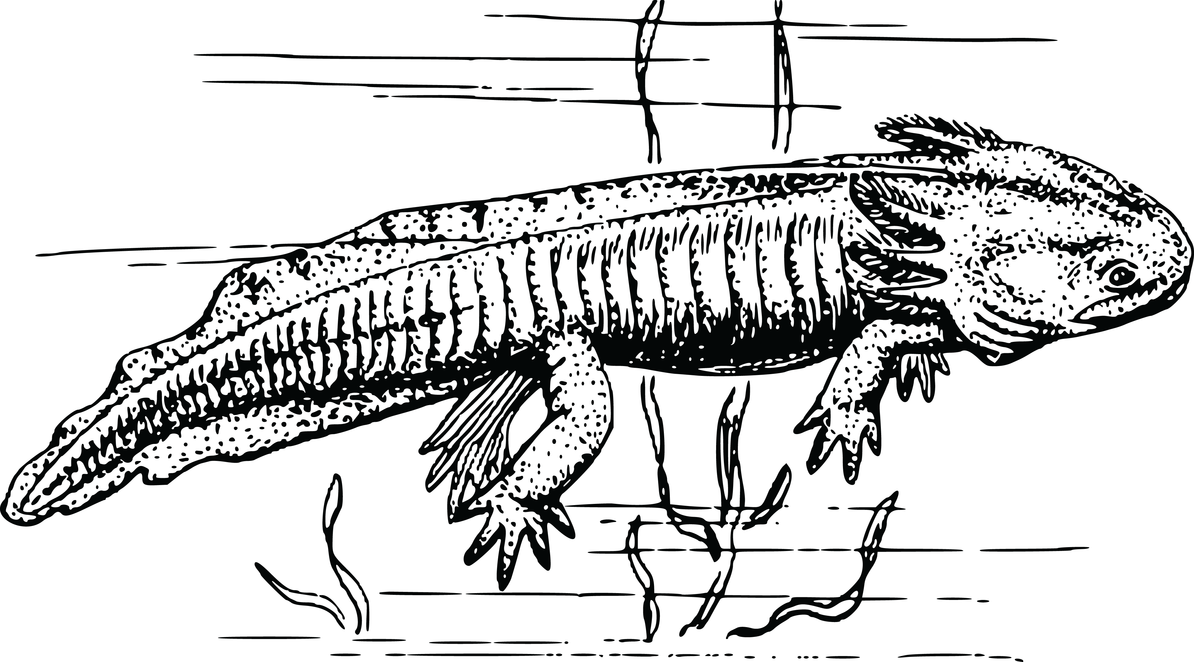 , , - Axolotl Clip Art (4000x2219), Png Download