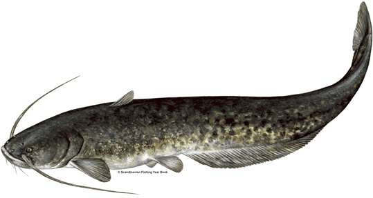 Catfish Png Pic - Wels Catfish (550x290), Png Download