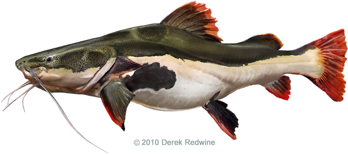 All-tackle World Records - Red Tail Catfish (720x346), Png Download