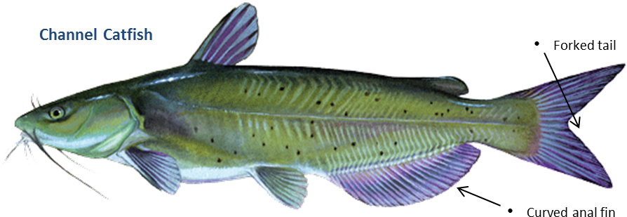 Oklahoma Catfish (964x359), Png Download