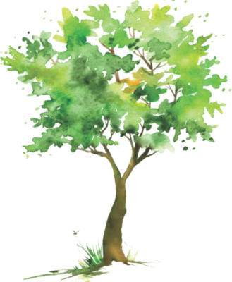 Duties Of The Tree Commission Include - Maple Leaf (329x400), Png Download