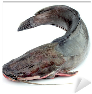 Fresh Catfish (400x400), Png Download