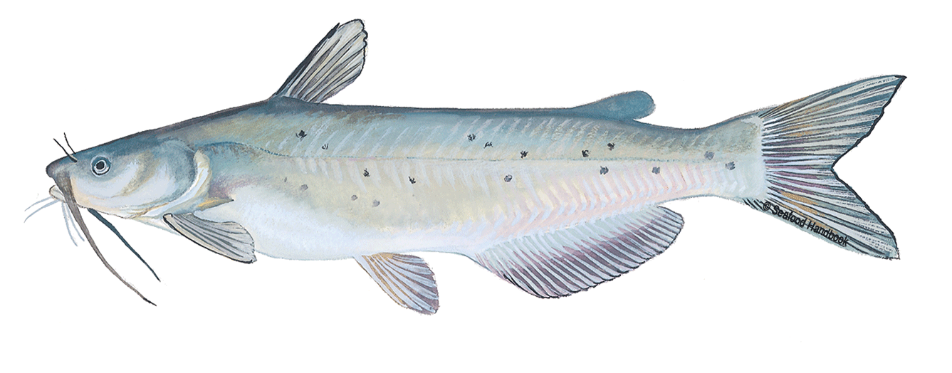 Catfish - Channel Catfish Vs Blue Catfish (1600x800), Png Download