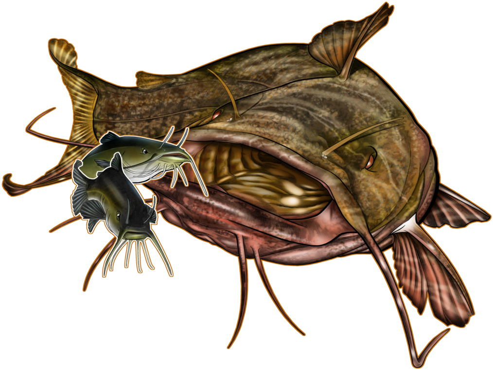 Download Images Of Flathead Catfish Drawing Transparent PNG Download