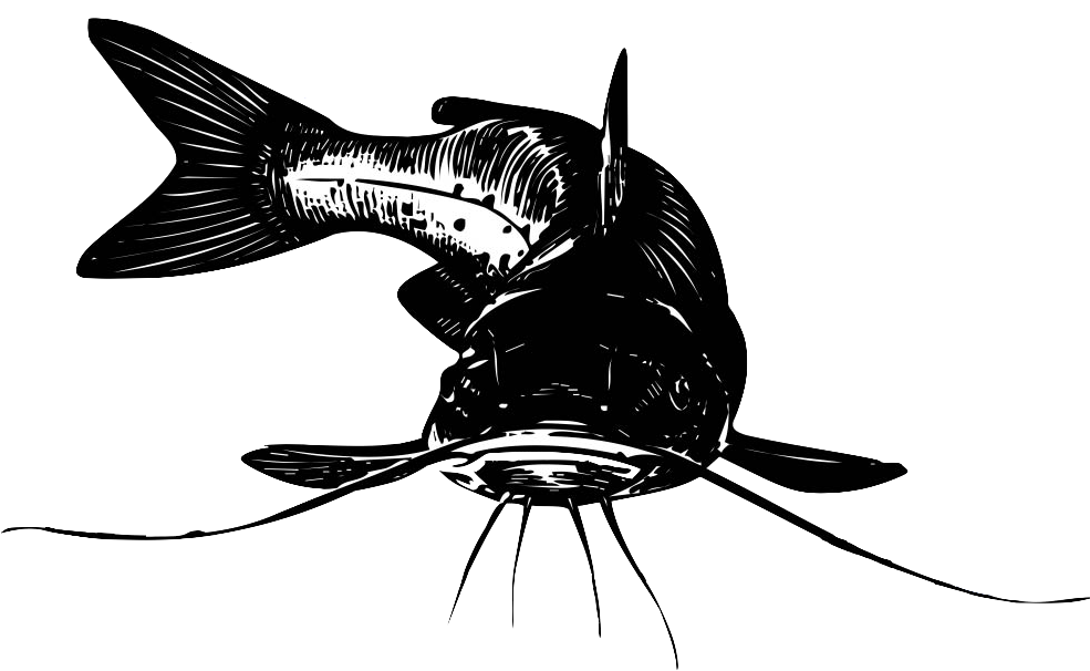 Yükle Catfish Png Pictures Free Downloadcatfish Png - Beer (984x623), Png Download