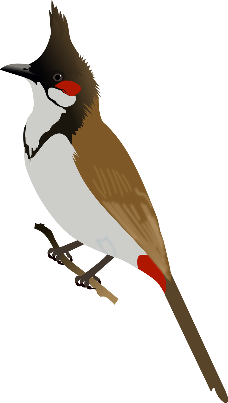 Bulbul Clipart Bird - Red Whiskered Bulbul Png (725x1280), Png Download