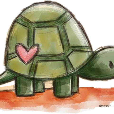 Turtle (480x480), Png Download