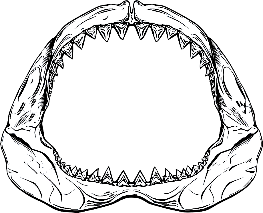 Jaws Transparent Shark - Shark Jaw Drawing (1023x828), Png Download