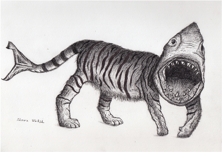 Tiger-shark - Siberian Tiger (1000x773), Png Download