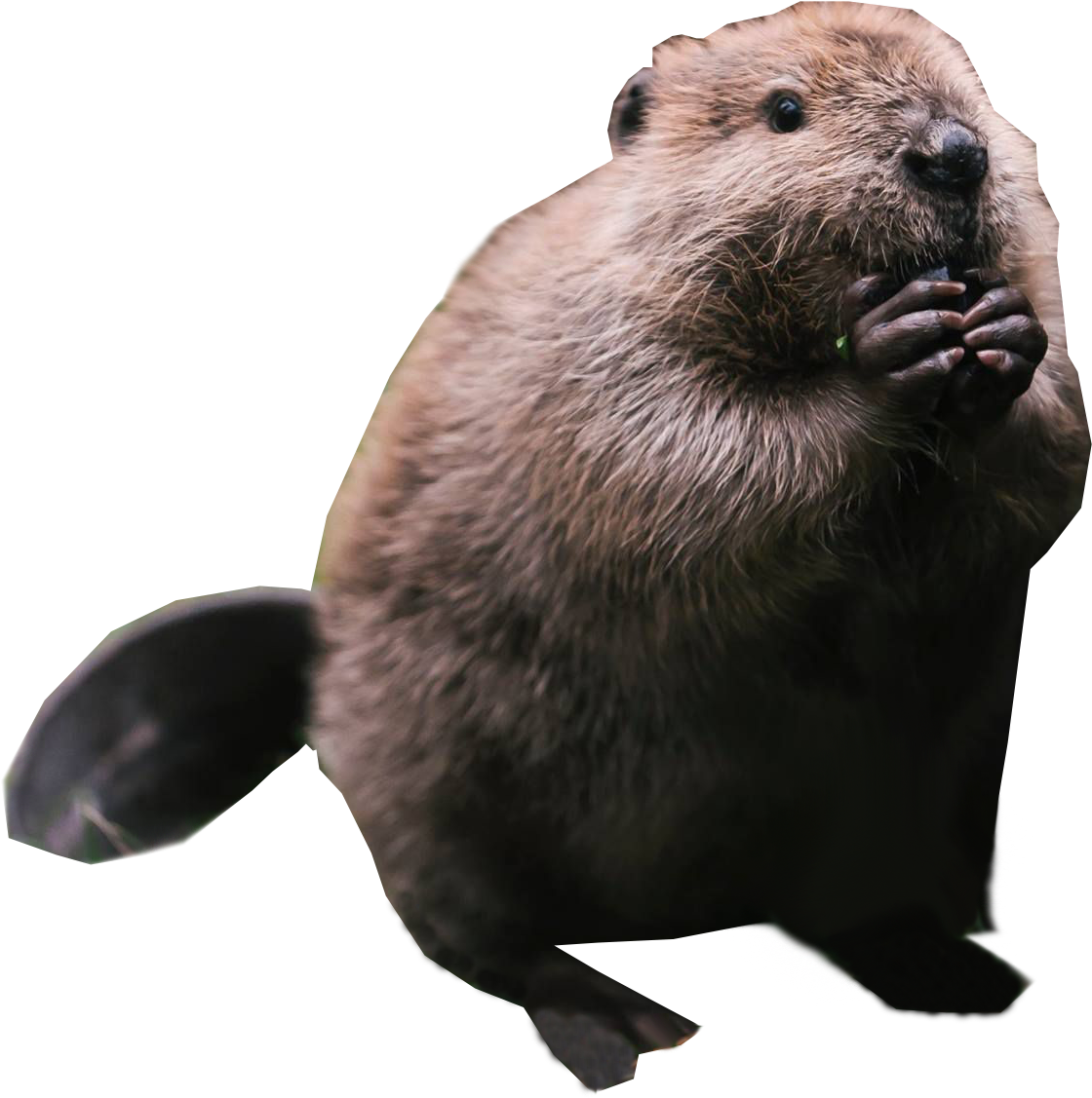Beaver Standing Png Image - Beaver Png (1541x2048), Png Download