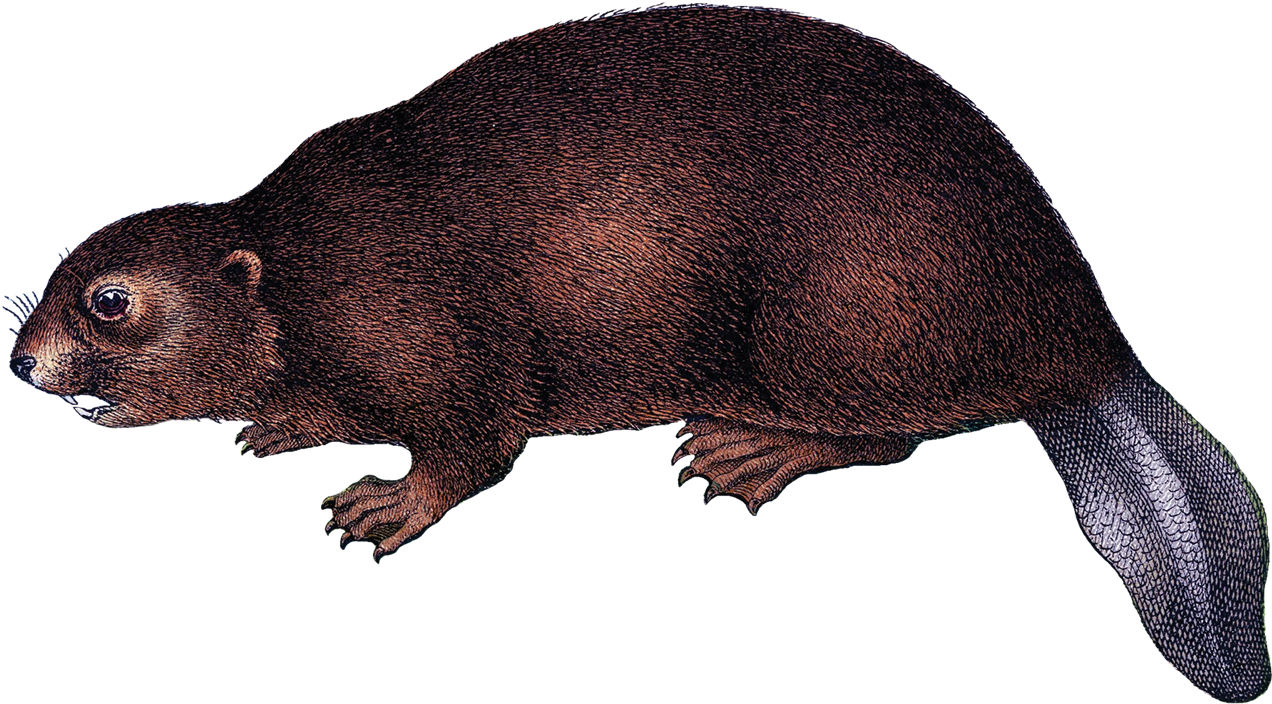 Beaver Png Background Image - Mammal (1280x710), Png Download