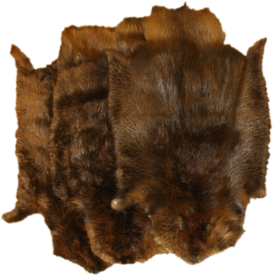 Beaver Pelt - Northern - Beaver Fur (960x989), Png Download