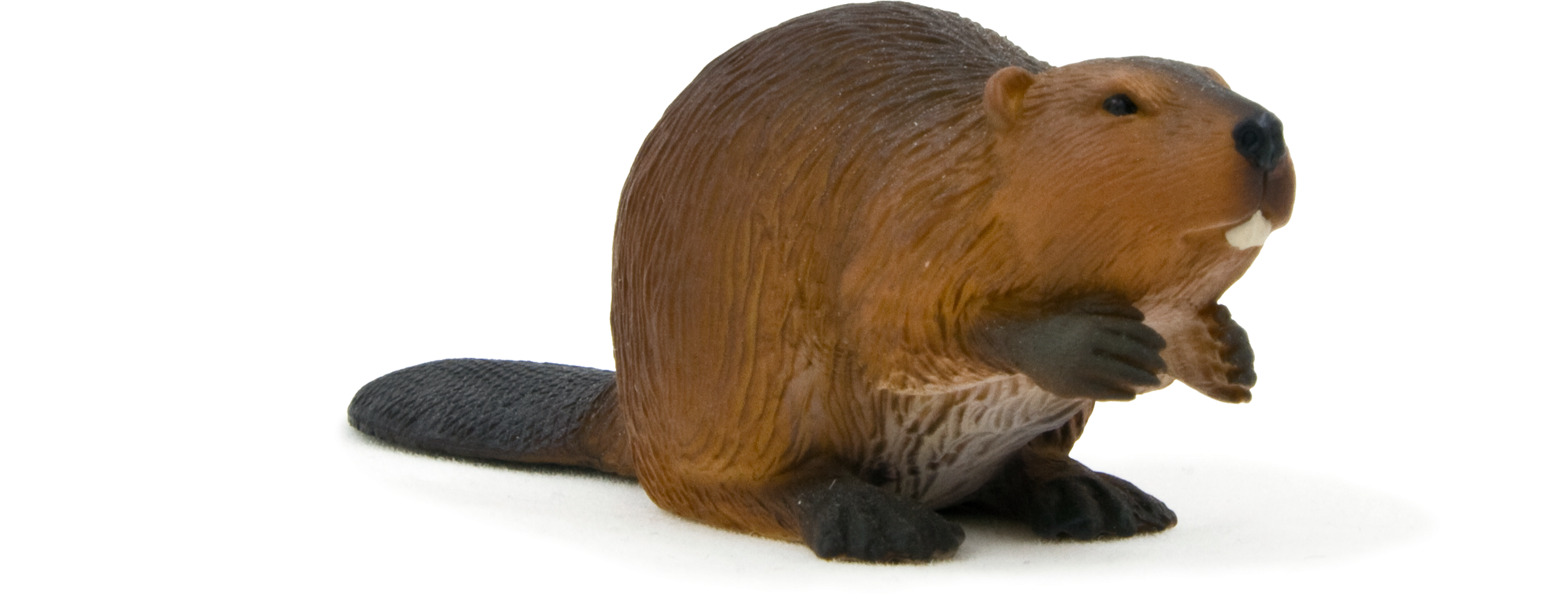 Animal Planet Beaver - Beaver By Mojo (5197x3464), Png Download