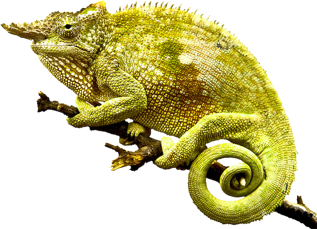 Chameleon Png Photo - Chameleon Png (678x500), Png Download