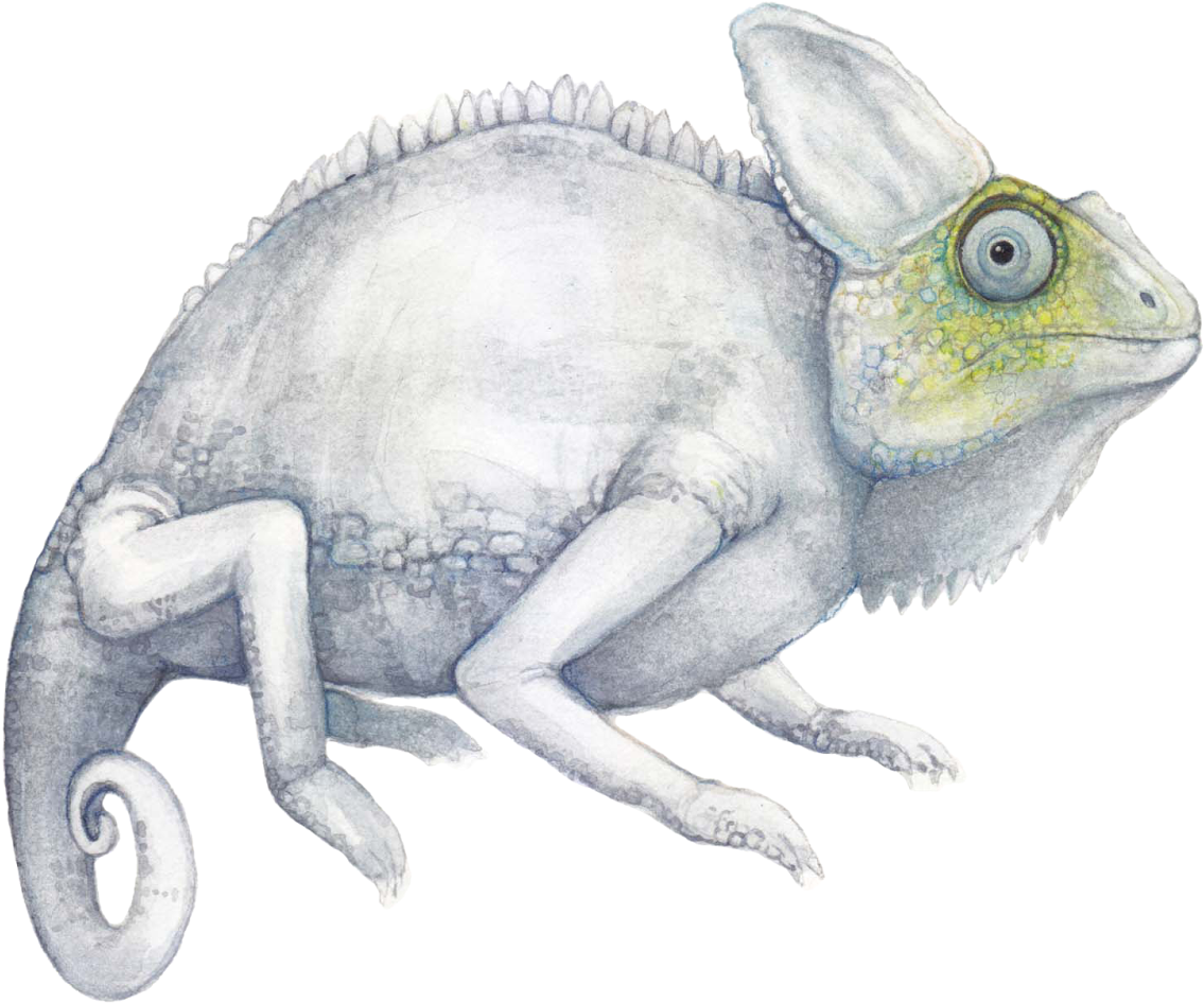 Albino Chameleon (1389x1000), Png Download