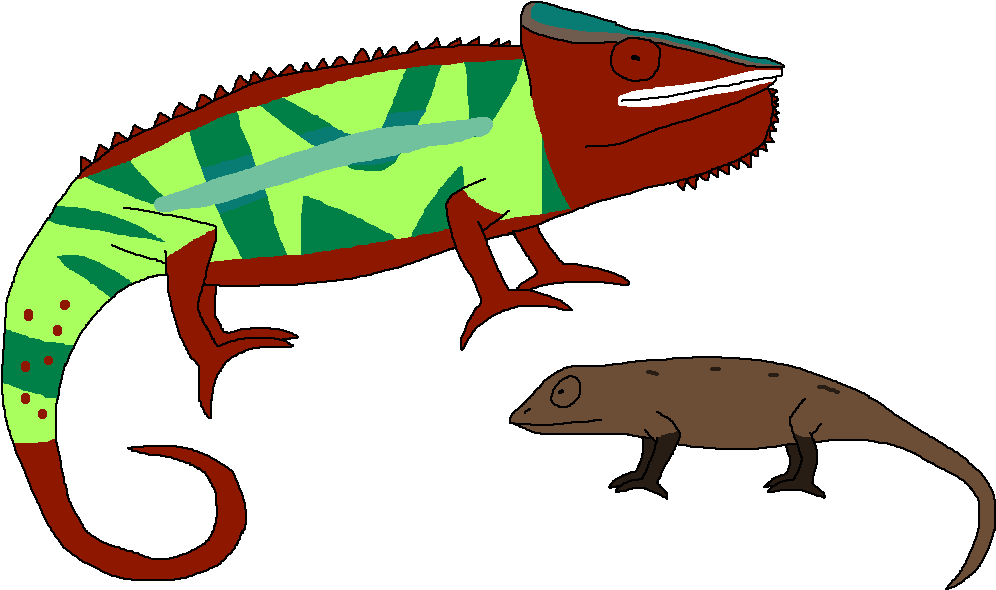 Animal Camouflage Chameleon - Common Chameleon (1013x603), Png Download