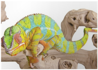 Chameleons (400x400), Png Download