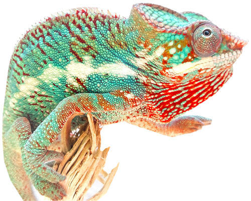 Chameleons (500x401), Png Download
