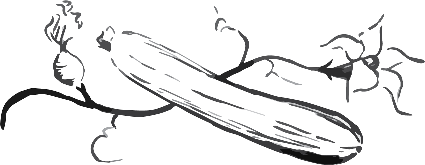 Summer Squash - Sketch (2326x888), Png Download