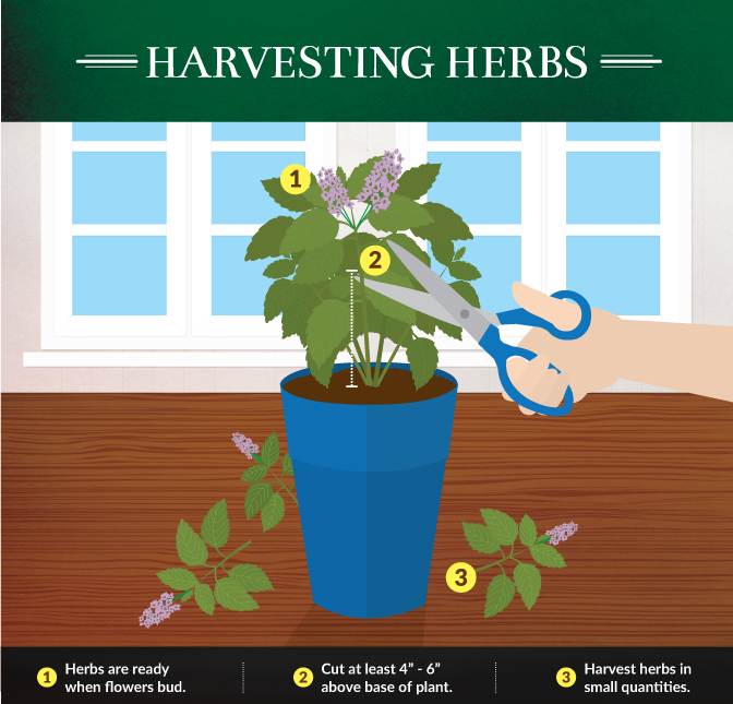 How To Harvest Herbs Properly - Kitchen Garden (672x645), Png Download