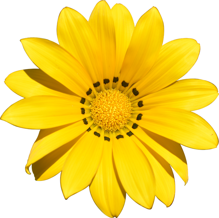 , Mood - Blume Transparenter Hintergrund (723x720), Png Download