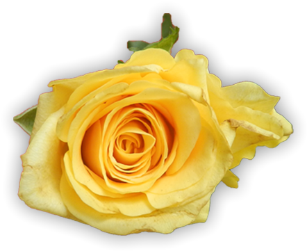Picture Of Lovely Yellow Roses - Rose (550x550), Png Download