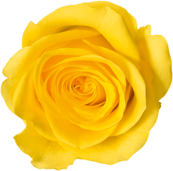 Shop On Walmart - Garden Roses (600x595), Png Download