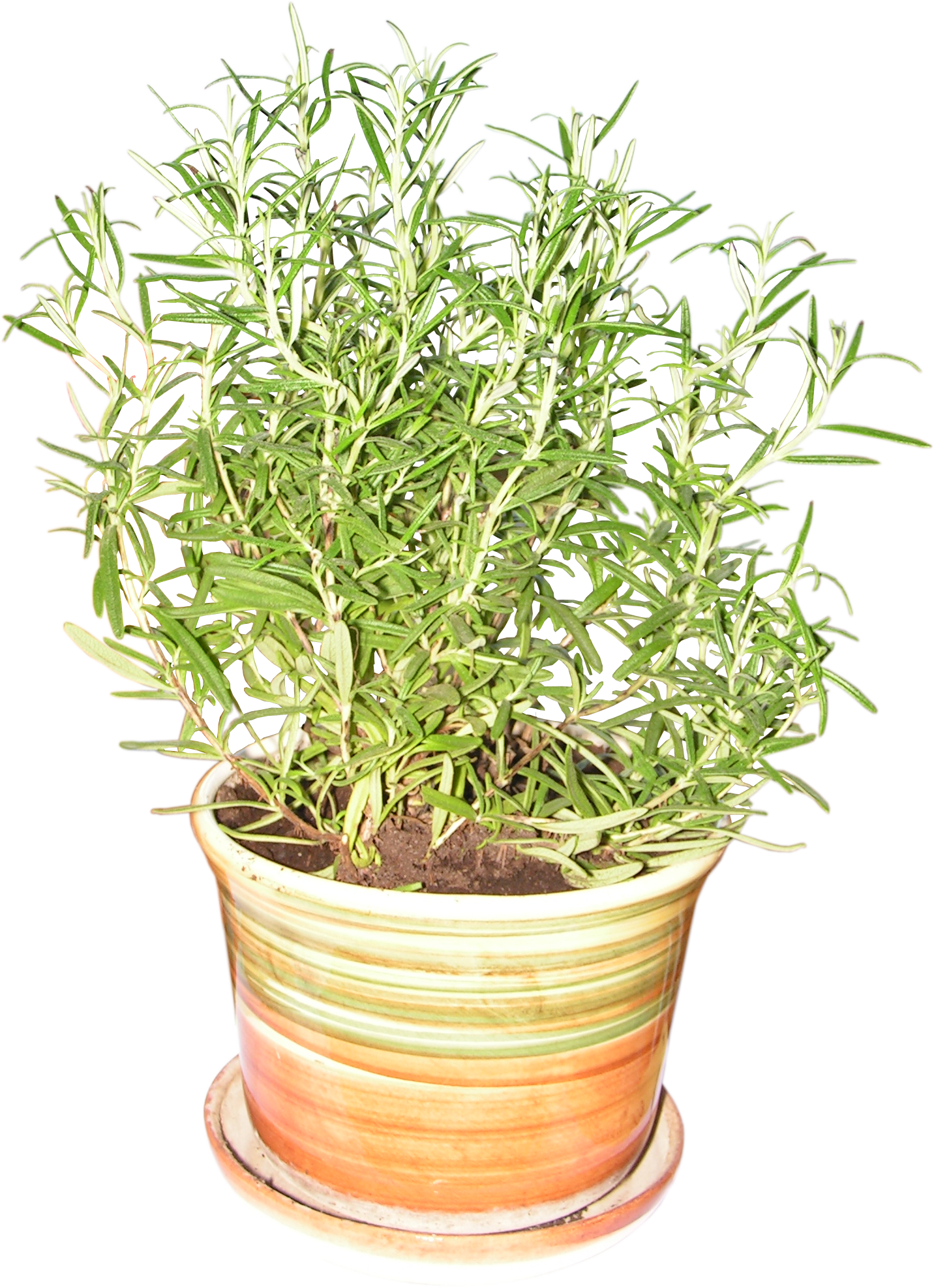 Png Images Herbs (id 20844) - Rosemary Plant In Pot Png (1432x1974), Png Download