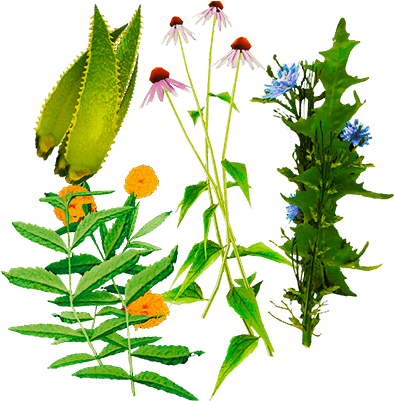 Herbal Items Png Logo (400x400), Png Download