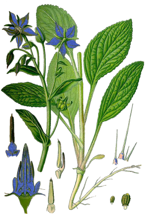 Borretsch - Borago Officinalis (300x449), Png Download