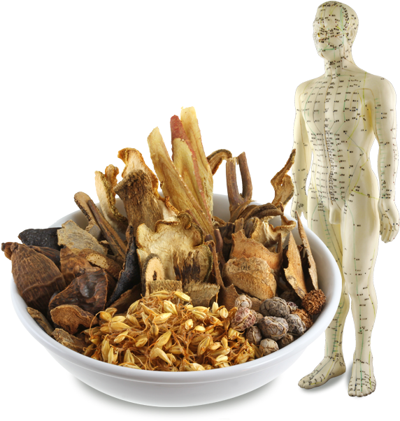 A Friendly And Professional Medical Practice For Acupuncture - Png Chinese Medical Herbs (597x618), Png Download