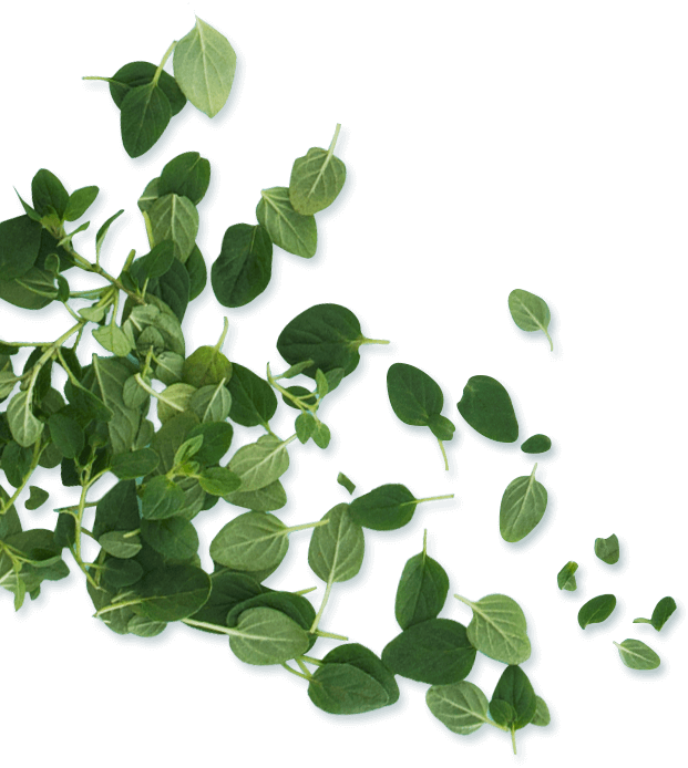 Scattered Leaves Png (621x694), Png Download