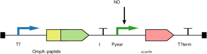 Five Genetic Circuits Were Established, Which Were - Diagram (800x252), Png Download