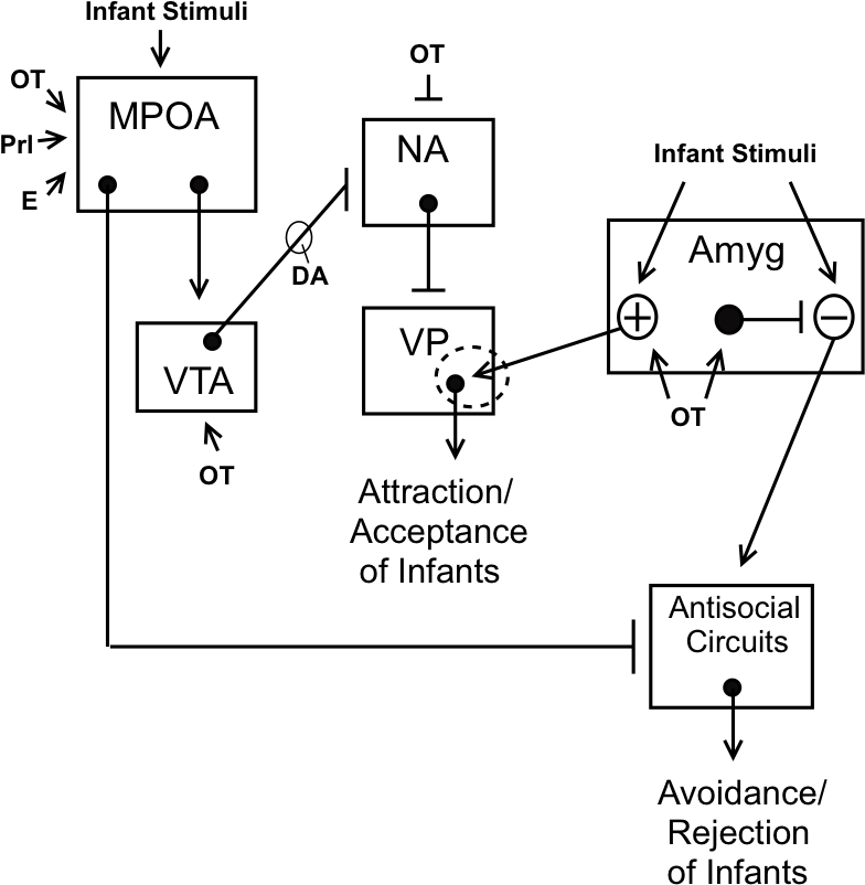 A Neural Model Of Maternal Behavior In Animals - Maternal Behavior Neural Circuit (813x847), Png Download