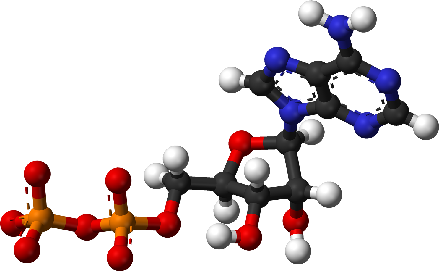 Adp Ballandstick - Ball And Stick Model Of Nucleic Acid (1585x1015), Png Download