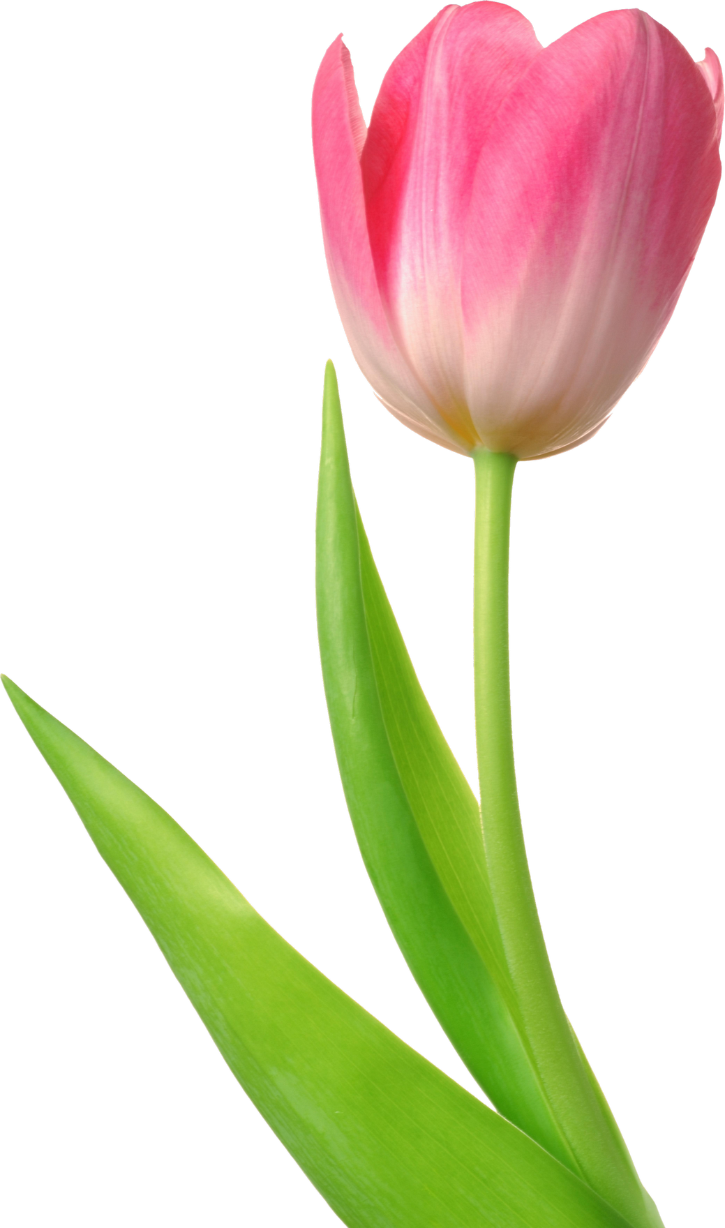 Tulip Flower Hd Png (1039x1760), Png Download