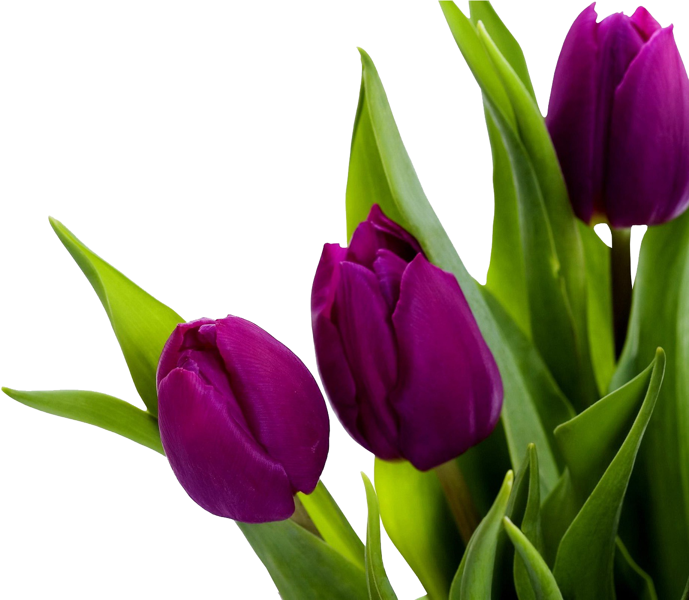 Tulip Png Image - Purple Tulip Wallpaper Hd (1433x1200), Png Download